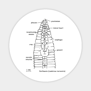 Earthworm (Lumbricus terrestris) anatomy Magnet